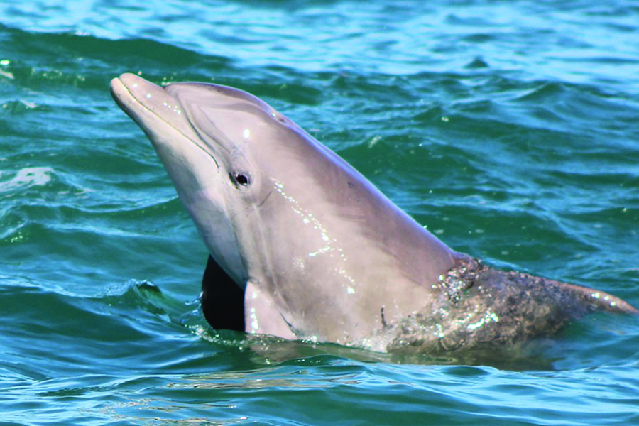 Avistamiento de Delfines